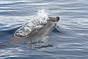 Delfin 2